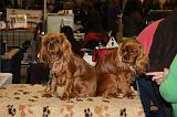 EXPO - CAVALIER KING CHARLES 077